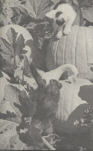 How to Grow Pumpkins for Fun and Profit Image